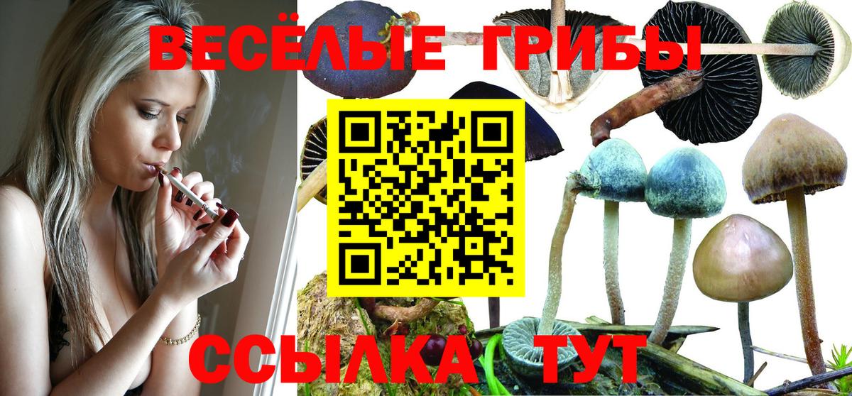 Галлюциногенные грибы Psilocybe Тихвин